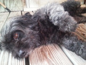 Kleo (Shaggy) the Arecibo Observatory dog!