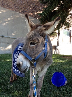 Animal Magnetism: How Blaster the Burro Found Love, and a Home, at Mines