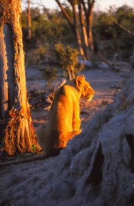 Lioness illuminated gold by a setting sun in Africa