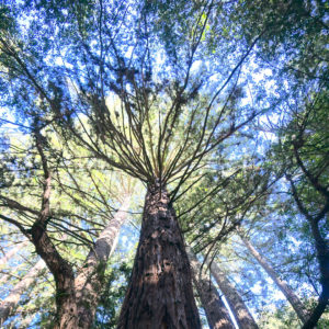Redwood tree canopy