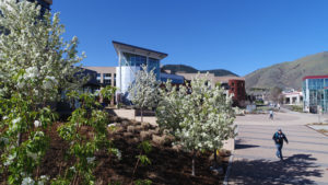 Campus photo showing the pedestrian plaza in spring