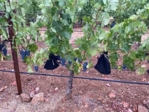 Grapes covered with carbon hoods